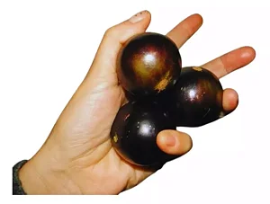 Jabuticaba Olho De Boi - Muda Grande