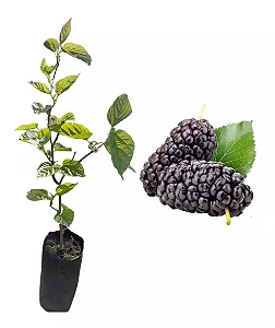 Amora Gigante Italiana - Muda Por Estaquia - No Ciclo De Produção