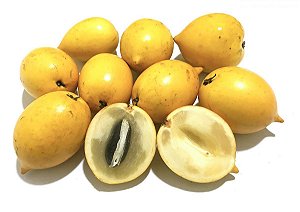 Abiu Amarelo - Muda Grande - Produz Logo