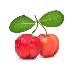 Acerola (Malpighia emarginata) - Muda No Ciclo De Produção
