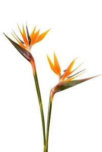 Estrelícia / Ave Do Paraíso - Muda Próxima De Florescer