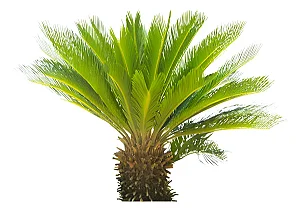 Palmeira De Cica - (Cycas Revoluta) - Muda Ornamental