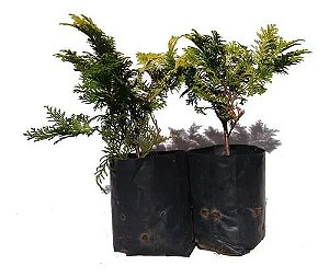 Tuia Europa - Muda Pequena - Ornamental