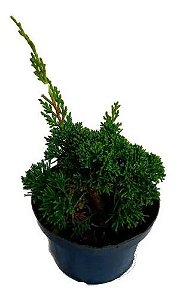 Tuia Shimpaku - Muda Pequena - Ornamental