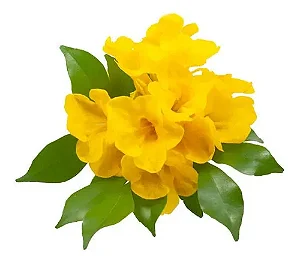 Ipê De Jardim - Muda Grande - No Ciclo De Floração