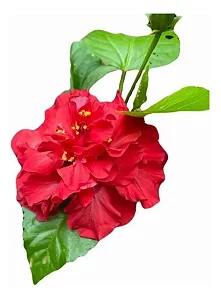 Hibisco Vermelho Dobrado - Muda Próxima De Florir