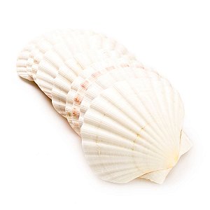 Concha Shell Branca - Unidade