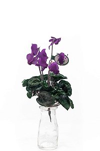 CYCLAMEN X7