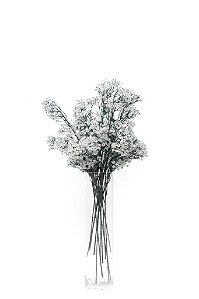 GYPSOPHILA - WH