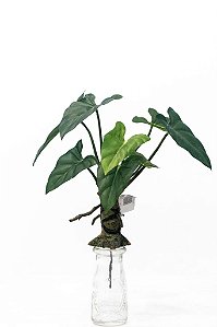 PHILODENDRON C/ 12FLS