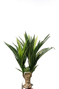 DRACENA COM 46 FLS