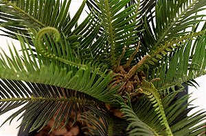 CYCAS - 16 FLS