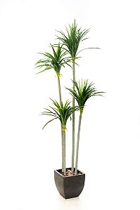 YUCCA C/45 FLS