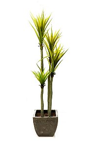 DRACENA