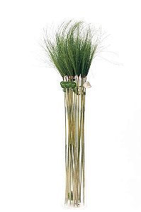 GALHO DE CYPERUS