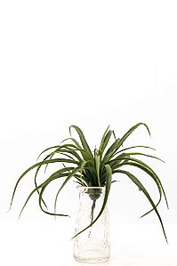 TILLANDSIA