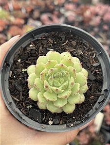 Echeveria dorette