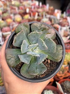 Echeveria heart's delight