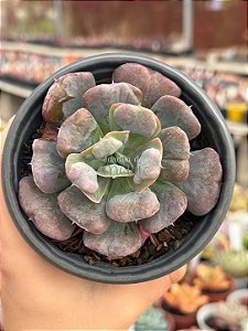 Echeveria heart's delight