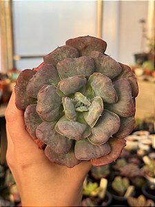 Echeveria heart's delight