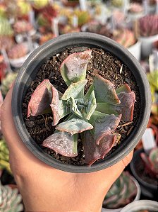 Echeveria heart's delight