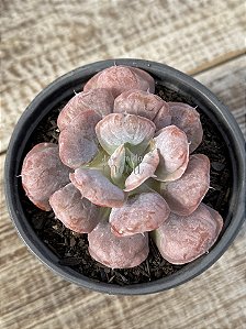 Echeveria heart's delight (sem raiz)