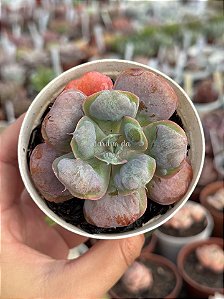 Echeveria heart's delight