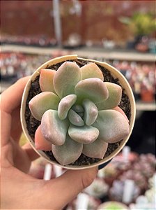 Graptoveria opalina