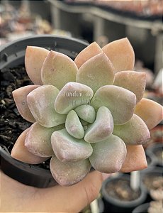 Graptoveria opalina