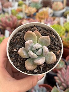Graptoveria opalina