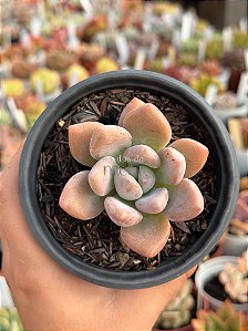Graptoveria opalina