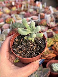 Sedum allantoides