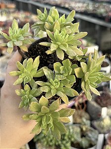 Aeonium ballerina