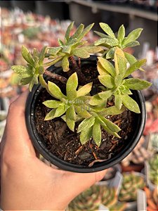 Aeonium ballerina