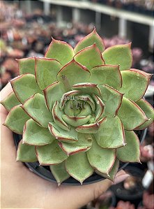 Echeveria pink dragon