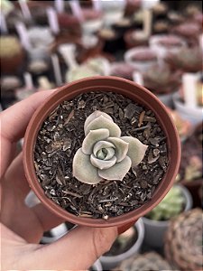 Graptoveria lovely rose