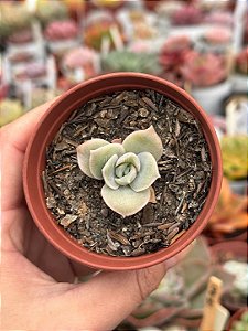 Graptoveria lovely rose