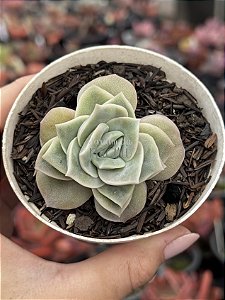 Graptoveria lovely rose