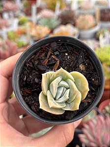 Graptoveria lovely rose