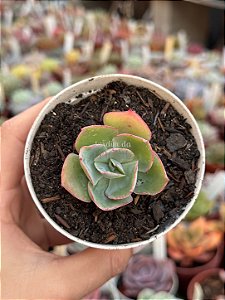 Echeveria da vinci code