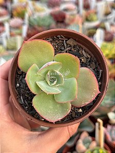 Echeveria da vinci code
