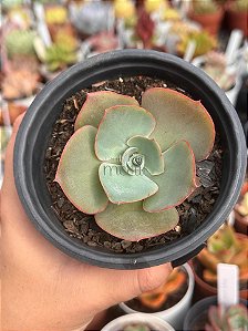 Echeveria da vinci code