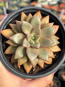 Graptoveria Araluen gem (sem raiz)