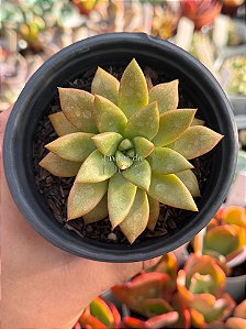 Graptoveria araluen gem