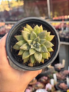 Graptoveria araluen gem