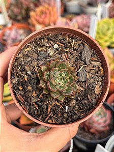 Echeveria yamatomini