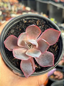 Echeveria afterglow