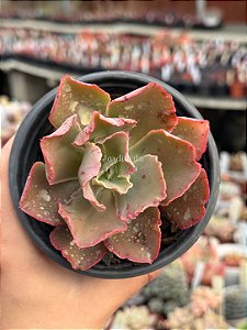 Echeveria fire song