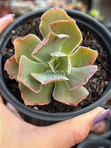 Echeveria fire song