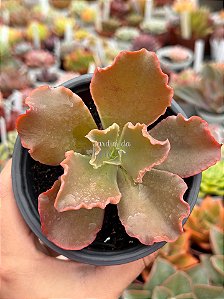 Echeveria lucy V